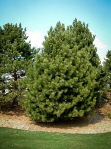 Сосна Чёрная (Pinus Nigra) купить по цене от 270.00р. в интернет-магазине «Посадика» с доставкой почтой в в Тарусае и по всей России – [изображение №1].