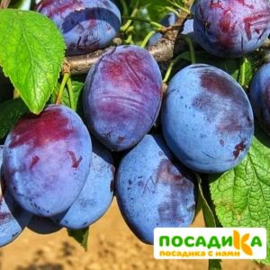 Слива Чачакская ранняя купить по цене от 229.00р. в интернет-магазине «Посадика» с доставкой почтой в в Тарусае и по всей России – [изображение №1].