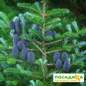 Пихта корейская (Abies koreana) купить по цене от 450.00р. в интернет-магазине «Посадика» с доставкой почтой в в Тарусае и по всей России – [изображение №1].