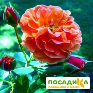 Роза Арабия купить по цене от 350.00р. в интернет-магазине «Посадика» с доставкой почтой в в Тарусае и по всей России – [изображение №1].