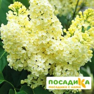 Сирень Примроуз (Primrose) купить по цене от 529.00р. в интернет-магазине «Посадика» с доставкой почтой в в Тарусае и по всей России – [изображение №1].