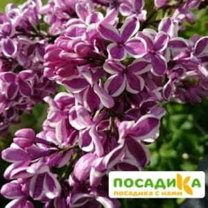 Сирень Сенсация купить по цене от 529.00р. в интернет-магазине «Посадика» с доставкой почтой в в Тарусае и по всей России – [изображение №1].