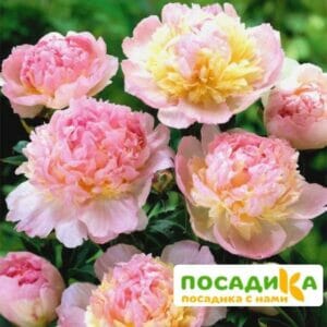 Пион Распберри Сандей (Paeonia Raspberry Sundae) купить по цене от 959р. в интернет-магазине «Посадика» с доставкой почтой в в Тарусае и по всей России – [изображение №1].