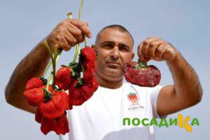Клубника Гигант Джорнея купить по цене от 266р. в интернет-магазине «Посадика» с доставкой почтой в в Тарусае и по всей России – [изображение №1].