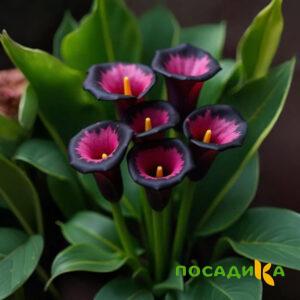 Калла Аура Лейс купить по цене от 400р. в интернет-магазине «Посадика» с доставкой почтой в в Тарусае и по всей России – [изображение №1].