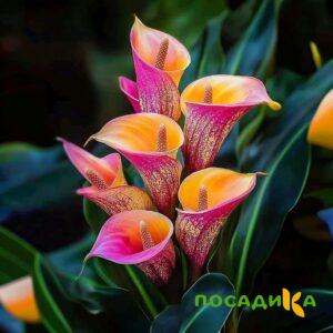 Калла Оникс купить по цене от 450р. в интернет-магазине «Посадика» с доставкой почтой в в Тарусае и по всей России – [изображение №1].