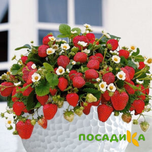 Клубника Рубиновый Шепот (горшечная) купить по цене от 240р. в интернет-магазине «Посадика» с доставкой почтой в в Тарусае и по всей России – [изображение №1].