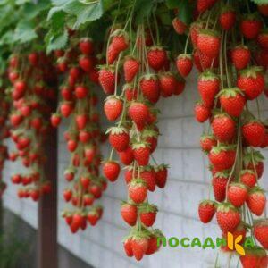Клубника вьющаяся Комплимент купить по цене от 470р. в интернет-магазине «Посадика» с доставкой почтой в в Тарусае и по всей России – [изображение №1].