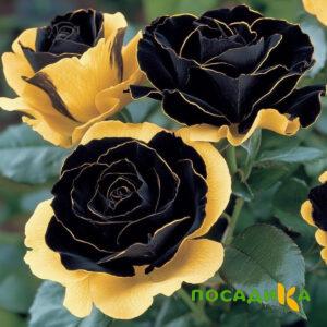 Роза Ханни Сикл купить по цене от 700р. в интернет-магазине «Посадика» с доставкой почтой в в Тарусае и по всей России – [изображение №1].