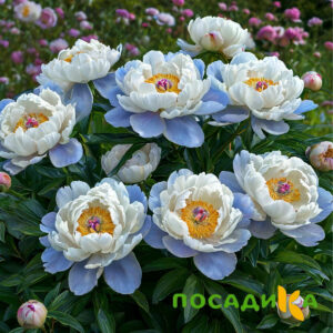 Пион акварельный Этюд купить по цене от 806р. в интернет-магазине «Посадика» с доставкой почтой в в Тарусае и по всей России – [изображение №1].