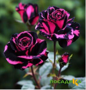 Роза Багровый Шепот купить по цене от 366р. в интернет-магазине «Посадика» с доставкой почтой в в Тарусае и по всей России – [изображение №1].