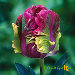 Тюльпан Экзотик Хэвен купить по цене от 186р. в интернет-магазине «Посадика» с доставкой почтой в в Тарусае и по всей России – [изображение №1].
